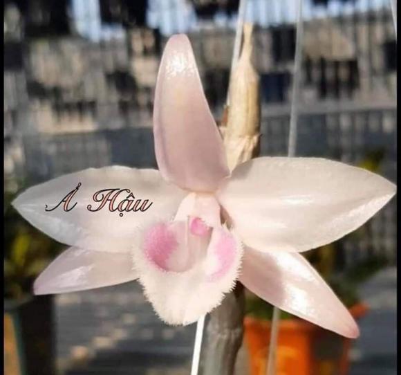 Phạm Văn Chiến, Hoa lan, Phong lan