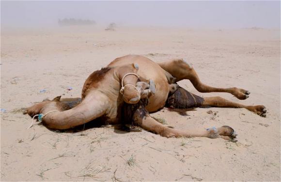 lạc đà, sa mạc, xác lạc đà