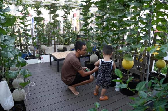 trồng cây trên sân thượng, khu vườn của ông bố trẻ, thanh niên 