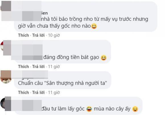 trồng cây trên sân thượng, khu vườn của ông bố trẻ, thanh niên 