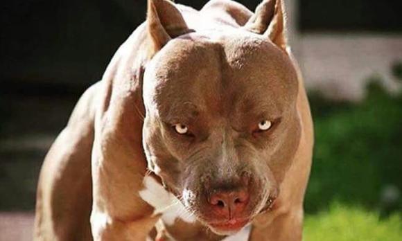 pitbull cắn người, chó pitbull, người cha nạy răng chó pitbull cứu con