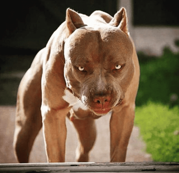 chó Pitbull tấn công người, Pitbull, kiến thức, giải thoát khi bị pitbull cắn