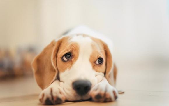 loài chó, chó nuôi, vật nuôi, ngửi mông