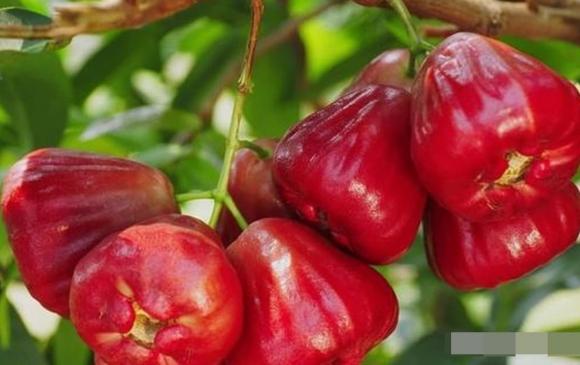 quả roi, quả mận điều đỏ, loại quả hiếm