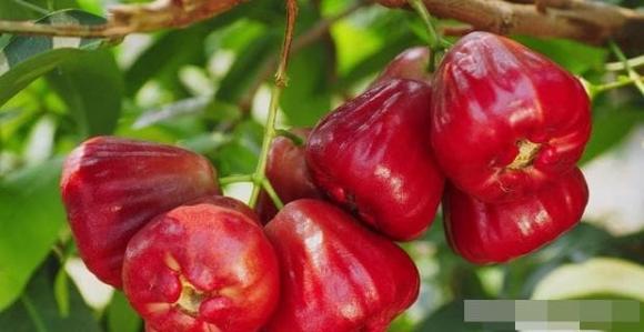 quả roi, mận, trái cây mùa hè