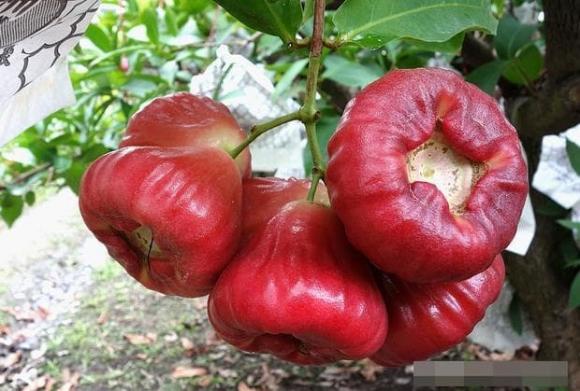 quả roi, mận, trái cây mùa hè