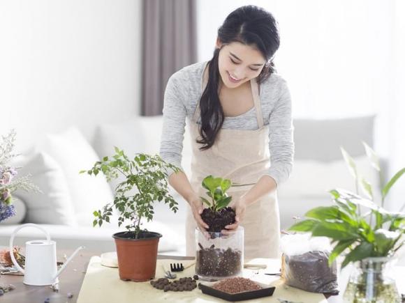 chăm sóc cây, chăm sóc cây ngày nóng, tưới cây, chăm sóc cây mùa hè, cây cối