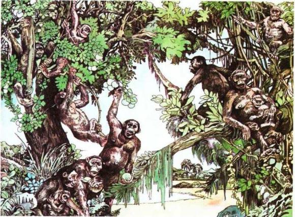 tiến hoá, lông trên cơ thể, tóc