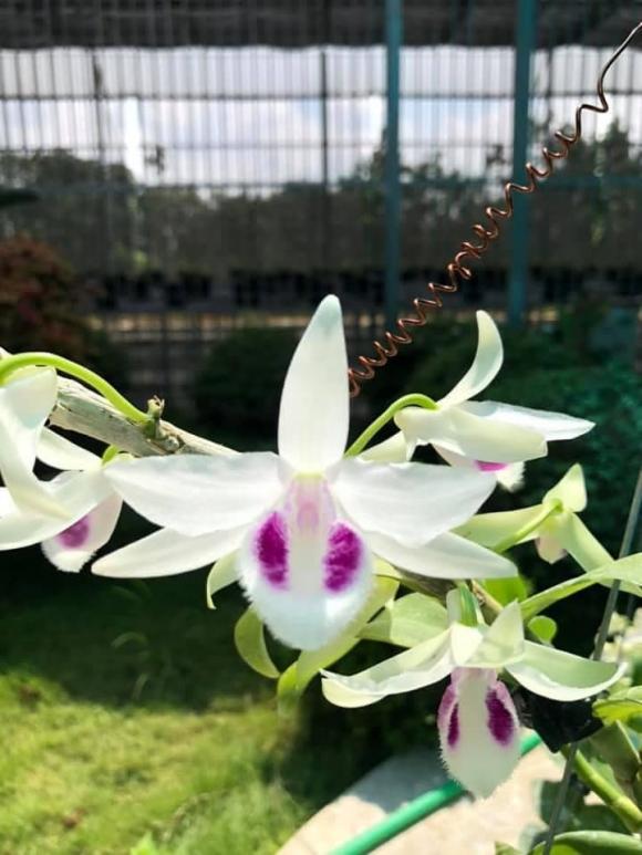 Duy Trọng Hải, hoa lan, trồng lan