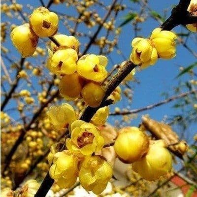 ngày sinh tốt, ngày âm, tử vi
