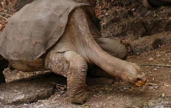 bảo vệ môi trường, tuyệt chủng, loài rùa sống lâu nhất