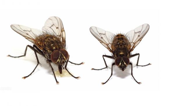 ruồi, tại sao ruồi thích bò trên người, côn trùng
