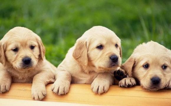 triệt sản, triệt sản cho chó, chó không được triệt sản