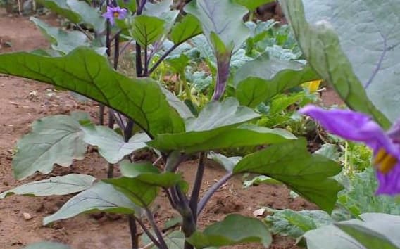 trồng cà tím tại nhà, trồng cà tím, cà tím