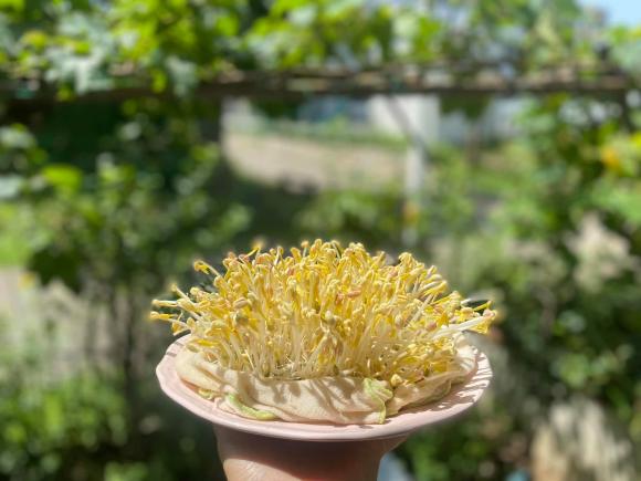 giá đỗ, cách làm giá đỗ, công thức làm giá đỗ
