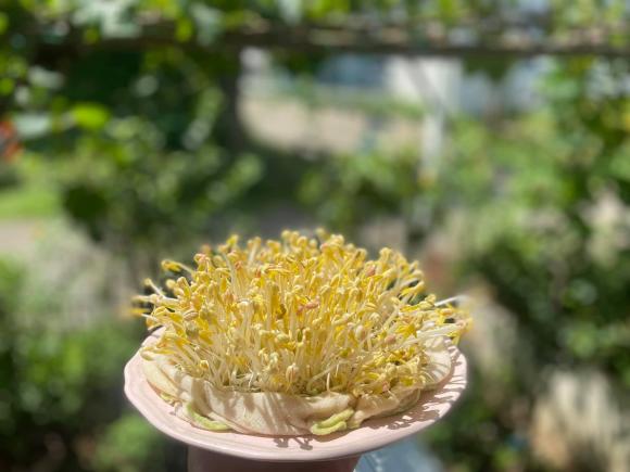 giá đỗ, cách làm giá đỗ, công thức làm giá đỗ