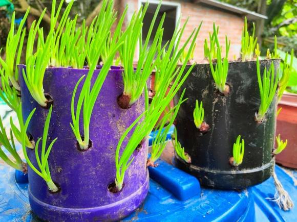 hành lá, trồng hành lá, cách trồng hành lá tại nhà