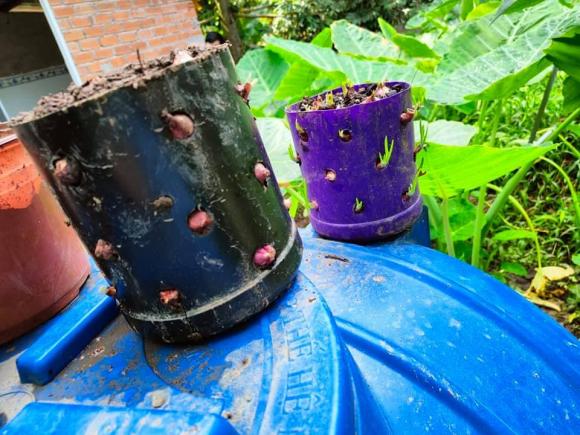 hành lá, trồng hành lá, cách trồng hành lá tại nhà
