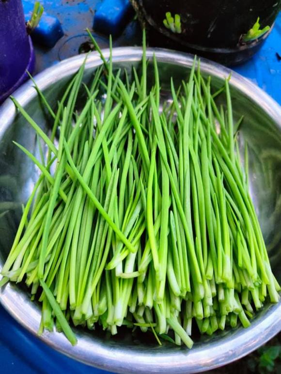 hành lá, trồng hành lá, cách trồng hành lá tại nhà