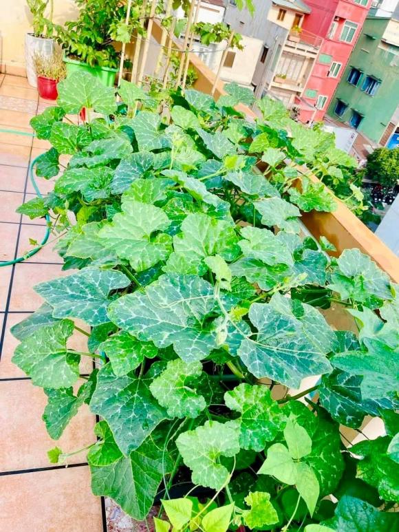 trồng rau trên sân thượng, trồng rau, cách trồng rau