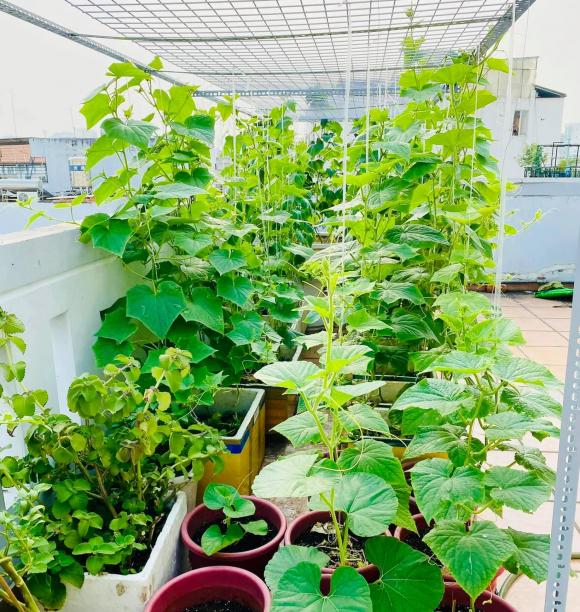 trồng rau trên sân thượng, trồng rau, cách trồng rau