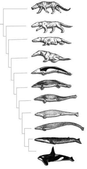 cá voi, tiến hóa