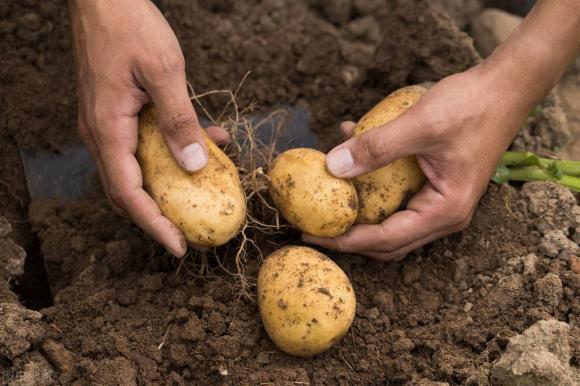 khoai tây, tại sao khoai tây ngày nay ngày càng to