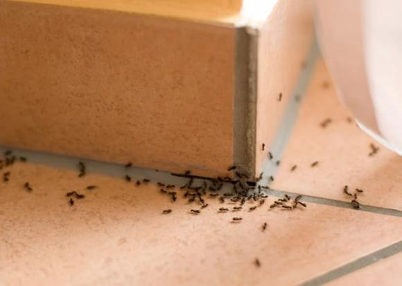 kiến, diệt kiến, tiêu diệt kiến, tiêu diệt kiến nhà bếp