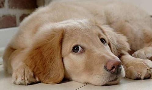 Tại sao con chó không được chôn xuống đất sau khi chết, thông tin về loài chó, làm sao khi chó bị chết