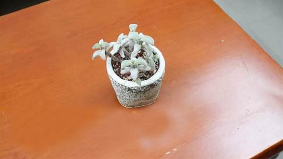 bàn cà phê, cách sắp xếp đồ đạc sai, bàn trà