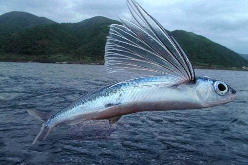 cá chuồn, cá bay, chuyện lạ