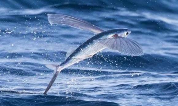 cá phổi châu phi, cá sống trên cạn, chuyện lạ