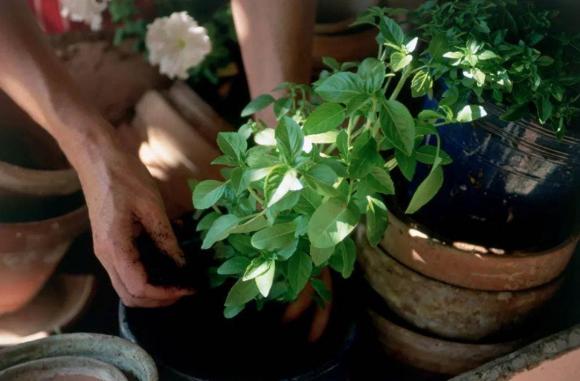 tro hương, hương đốt, vệ sinh, mẹo hay