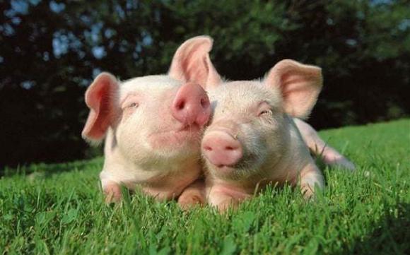 tử vi, con giáp, năm sinh tốt
