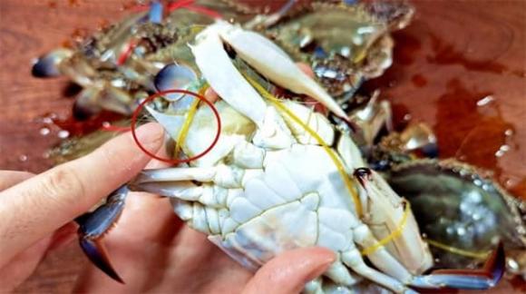 cách chọn ghẹ ngon, cách chọn cua ghẹ ngon, chọn cua ghẹ ngon