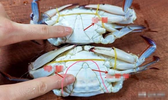 cách chọn ghẹ ngon, cách chọn cua ghẹ ngon, chọn cua ghẹ ngon