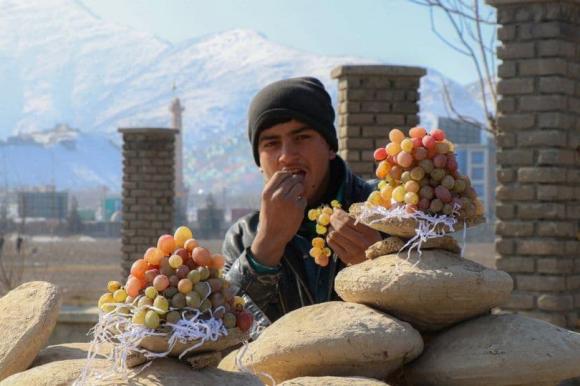 bảo quả nho, bảo quản hoa quả, độc lạ, Afghanistan, Gangina