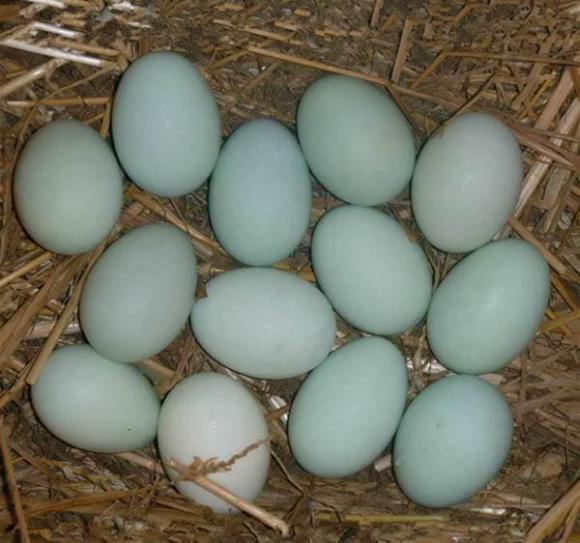 trứng vịt, nên chọn trứng vỏ xanh hay trắng, kinh nghiệm đi chợ
