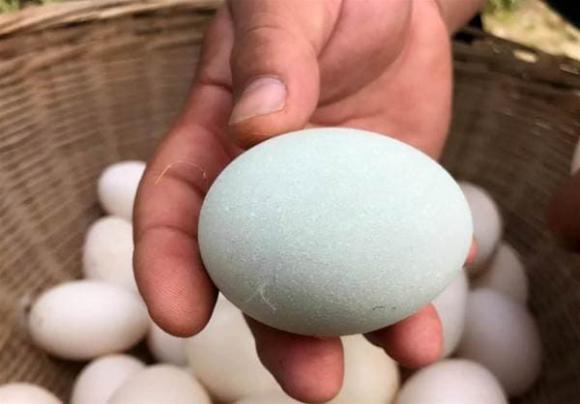 trứng vịt, nên lựa chọn trứng vỏ xanh lơ hoặc Trắng, tay nghề lên đường chợ
