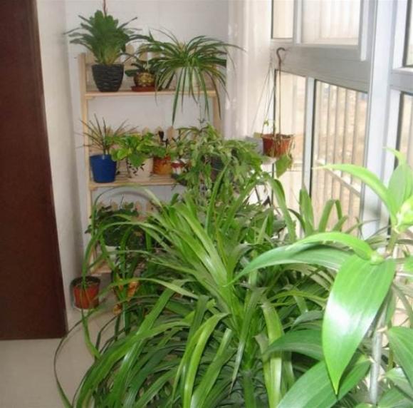 cây cảnh, kinh nghiệm trồng cây cảnh, phân bón, nguyên liệu làm phân bón