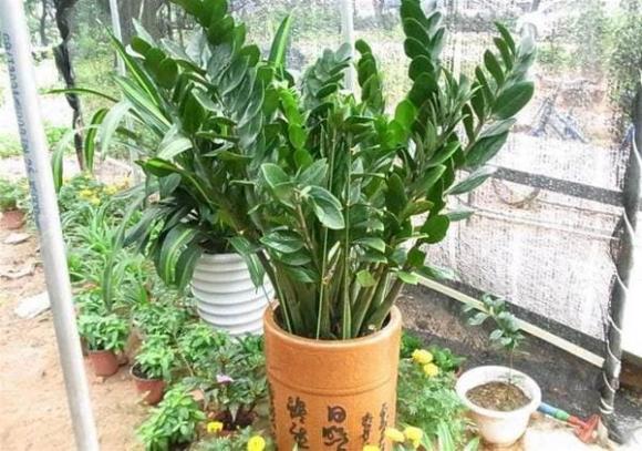 cây kim tiền, trồng cây cảnh
