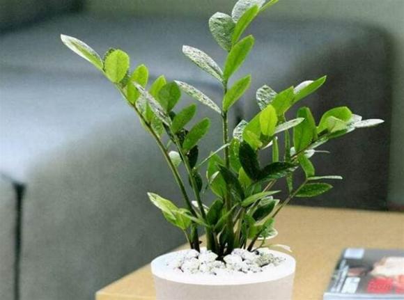cây kim tiền, trồng cây cảnh