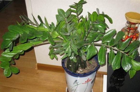 cây kim tiền, trồng cây cảnh