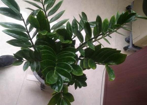 cây kim tiền, trồng cây cảnh