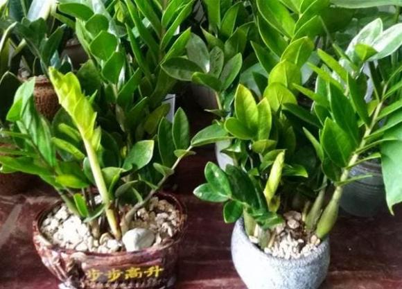cây kim tiền, trồng cây cảnh