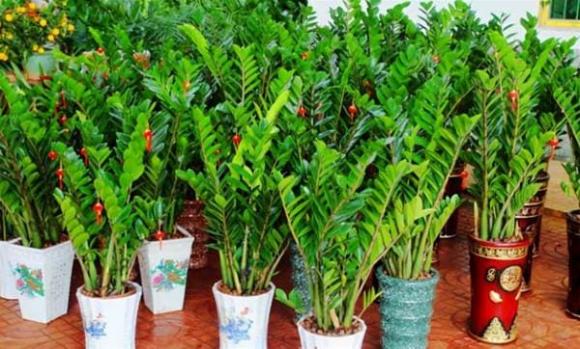 cây kim tiền, trồng cây cảnh