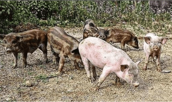 lợn nhà, lợn rừng, sự khác nhau giữ lợn nhà và lợn rừng