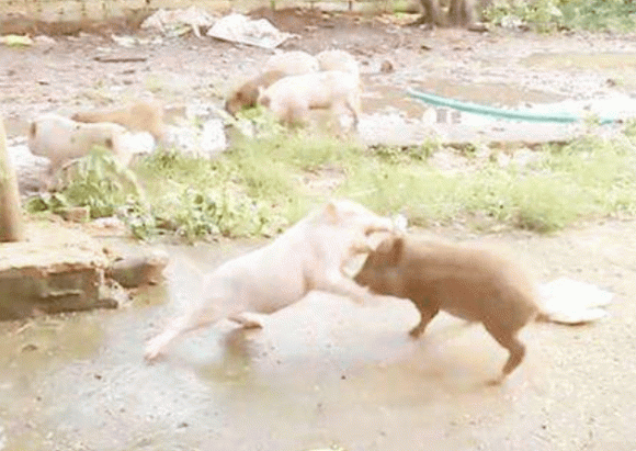 lợn nhà, lợn rừng, sự khác nhau giữ lợn nhà và lợn rừng