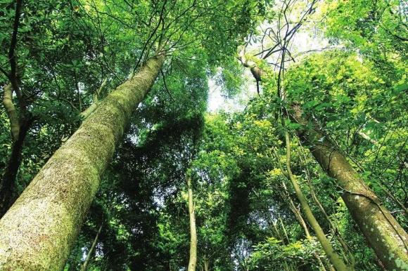 tử cấm thành, cố cung, gỗ dựng lên Tử Cấm Thành, Gỗ sử dụng trong Tử Cấm Thành,