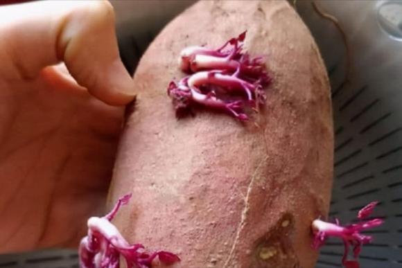 khoai lang ngon, mẹo hay gia đình, lưu ý khi mua khoai lang